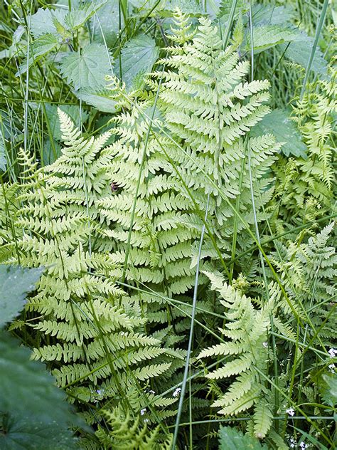 british native ferns.